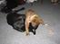 Blanding af racer Gimli  R.I.P 10/7-09 - jeg fik dig *nyt* 30/9-06