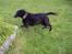 Labrador retriever Dixie  - Dixie med fart på :)
