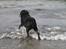 Labrador retriever Dixie  - Dixie på vej i bølgen blå i sommer 2006. <3