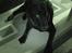 Labrador retriever Dixie  - hos min mormor som altid forkælede Dixie.. :)