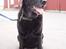 Labrador retriever Dixie  - Dixie som model.. hvilken herlig skabning hun var <33