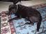 Labrador retriever Dixie  - her er hun 11 år gammel! :) <3