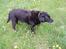Labrador retriever Dixie  - den sorte skønhed i mælkebøtterne.. bemærk at hun rækker tunge ;-)