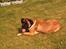 Cane corso Campo Di Cavello (Sussi)