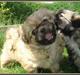 Tibetansk spaniel Cim-Cill A-Chi-Lina