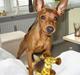 Dvaergpinscher Snoopy 