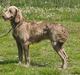 Weimaraner Biggi