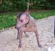 Xoloitzcuintle Tequila