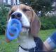 Beagle *Dharma<3*