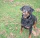 Rottweiler Basse