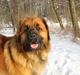 Leonberger SIMBA