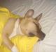 Amerikansk staffordshire terrier DK STAFF Get A Grib 