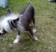 Chinese crested hårløs Dai-sy Star Caprisio