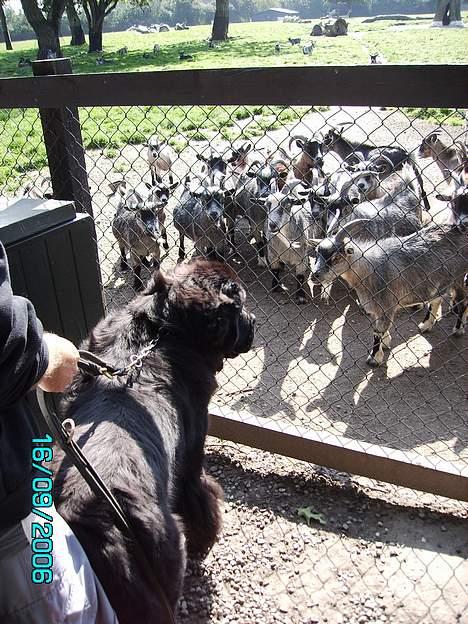 Newfoundlænder Dino (Newetta´s) - Dino vil lige hilse på gederne i Knuthenborg billede 8