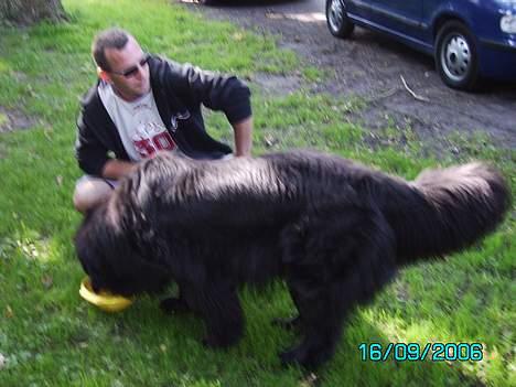 Newfoundlænder Dino (Newetta´s) - Det er godt med noget at drikke, når man sådan nu er på tur i Knuthenborg billede 9