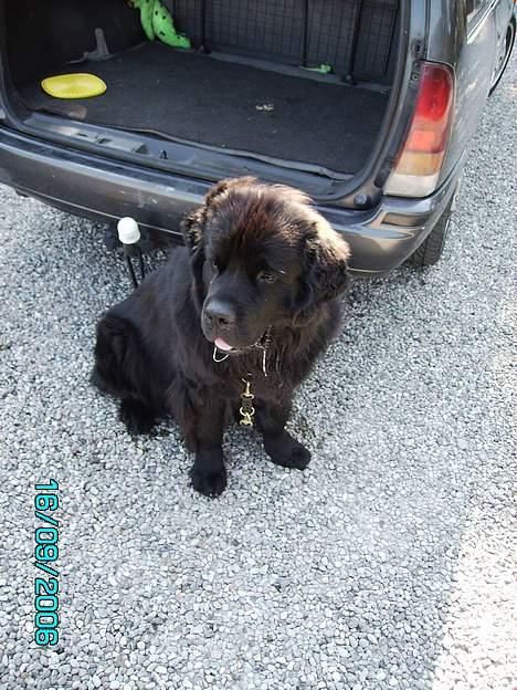 Newfoundlænder Dino (Newetta´s) - Prøv lige at se de hængere :oP billede 12