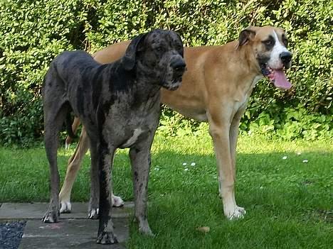 Grand danois HARLEY - er på besøg hos dejlige brormand Battie =o))) billede 16