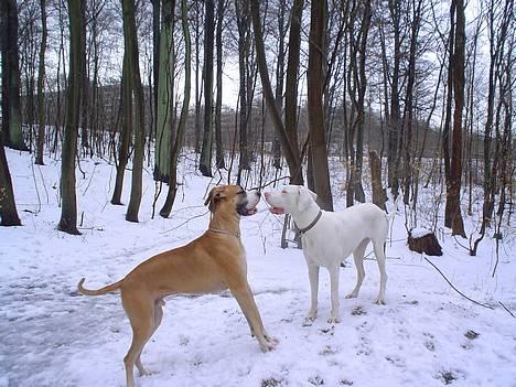 Grand danois HARLEY - Baby & Harley på date ,,,, de hyggede sig,,,,,, suk Harley drømmer stadig om hende,,, billede 17