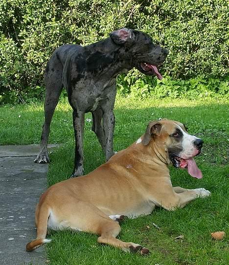 Grand danois HARLEY - ,,,,Du bare min allerbedsteste ven Battie .... billede 18