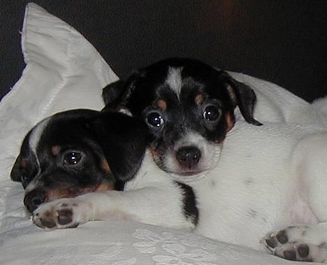 Dansk svensk gaardhund Loba - Ibsen og Ih du Milde lærer at sove i sofa billede 1