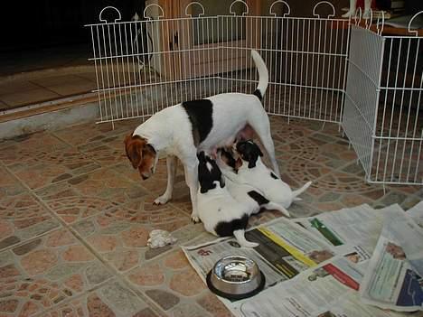 Dansk svensk gaardhund Loba - Spisetid, loba lærer hvalpene at der er anden føde end mælk.  billede 2