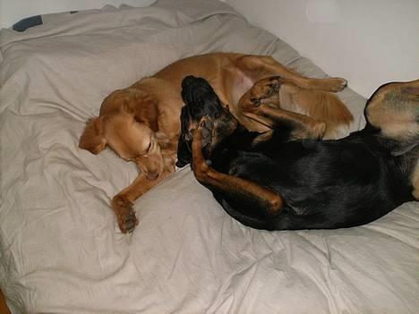 Blanding af racer Cherie - Elsker bare min bedste ven  billede 16