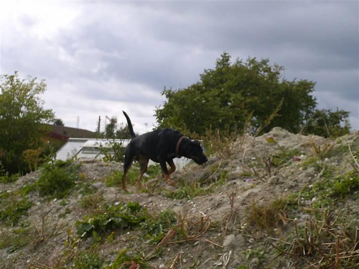 Blanding af racer Cherie billede 17