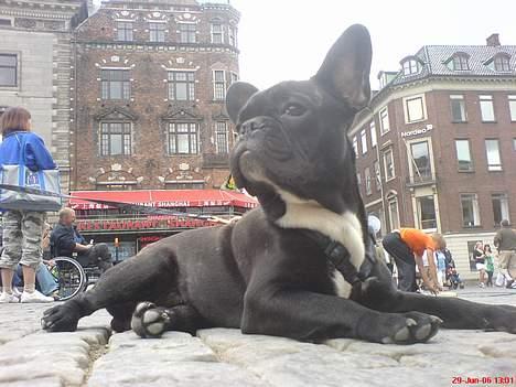 Fransk bulldog Gokke Jensen - Gokke på gl. torv i kbh. billede 1