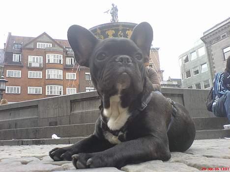 Fransk bulldog Gokke Jensen - gl. torv igen billede 2
