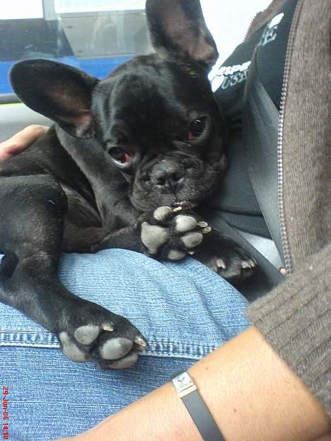 Fransk bulldog Gokke Jensen billede 3