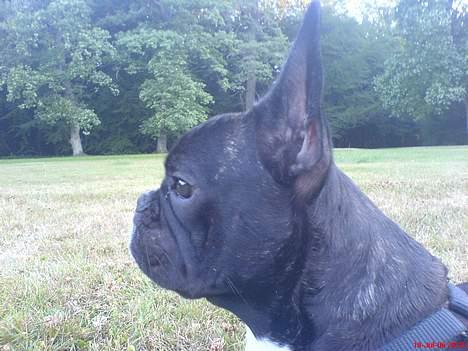 Fransk bulldog Gokke Jensen - Gokke spidser ører billede 4