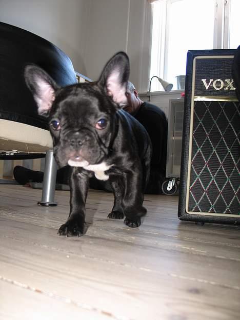 Fransk bulldog Gokke Jensen billede 5