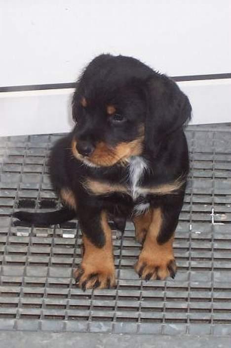 Blanding af racer Tacco (RIP 23-04-12) :(  - Tacco som hvalp 8 uger gammel billede 11