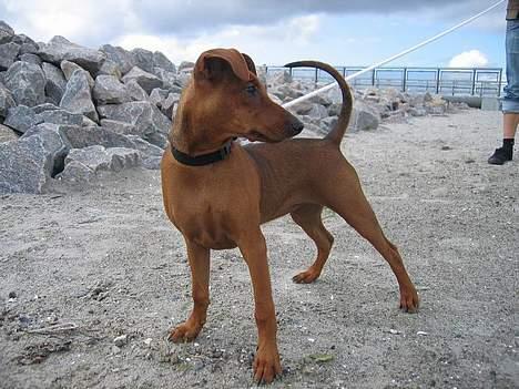 Mellempinscher My - Strand, 4 måneder gammel billede 1