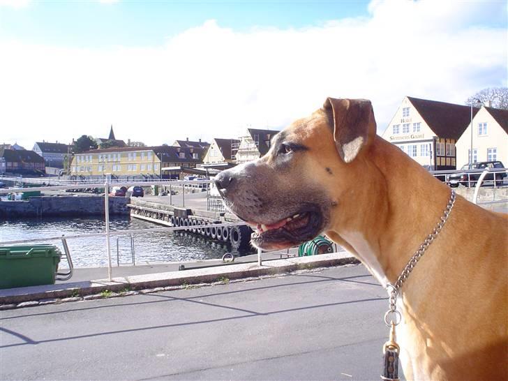 Grand danois HARLEY - Harley sørger for ro og orden i svaneke havn på Bornholm !! billede 19