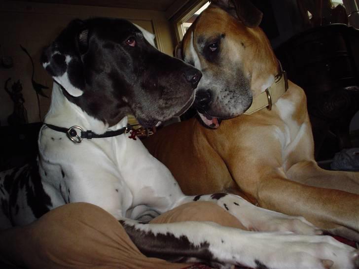 Grand danois HARLEY - Ihhhhhh.min skøøøønnne prinsesse!! møs møs møs  billede 20