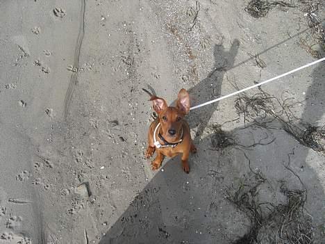 Mellempinscher My - Strand, 4 måneder gammel billede 2
