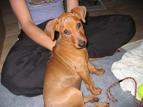 Mellempinscher My - 10 uger gammel billede 3