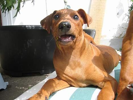 Mellempinscher My - 12 uger gammel billede 4