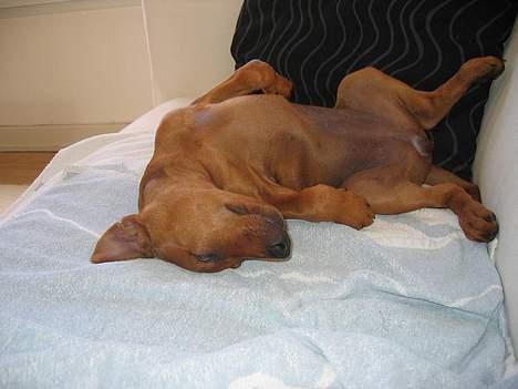 Mellempinscher My - My 10 uger gammel billede 5