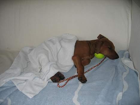 Mellempinscher My - My 10 uger gammel billede 6