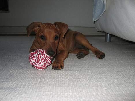 Mellempinscher My - My 10 uger gammel billede 7