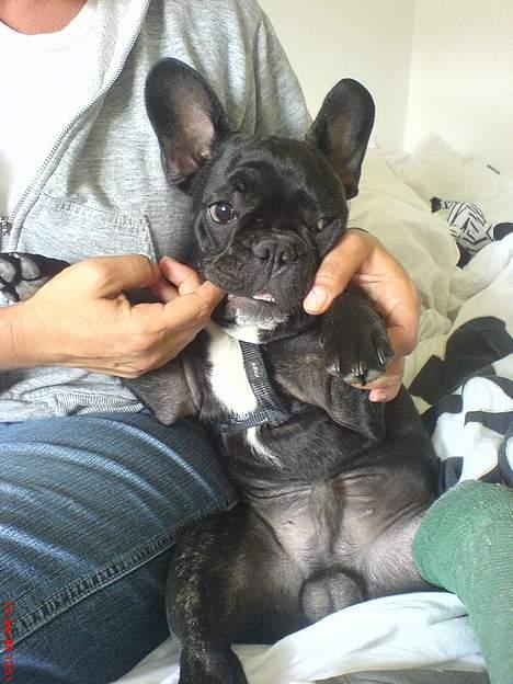 Fransk bulldog Gokke Jensen billede 6