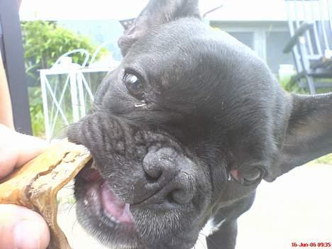 Fransk bulldog Gokke Jensen billede 7