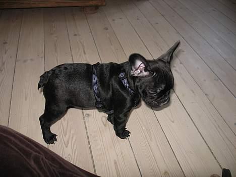 Fransk bulldog Gokke Jensen billede 8