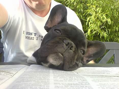 Fransk bulldog Gokke Jensen - Hvor er jeg dog bare skøn billede 9