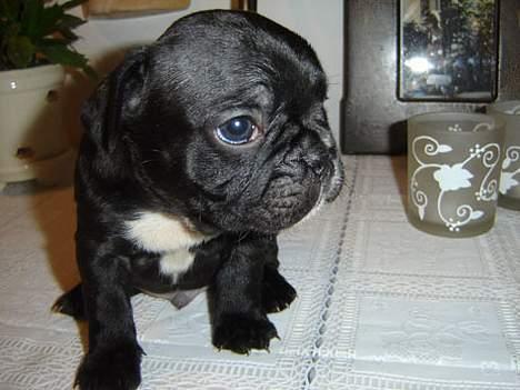 Fransk bulldog Gokke Jensen - Gokke som baby billede 10