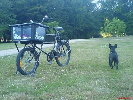 Fransk bulldog Gokke Jensen - Gokkes cykel billede 12