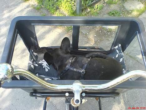 Fransk bulldog Gokke Jensen - Gokke i sin cykelkurv billede 13