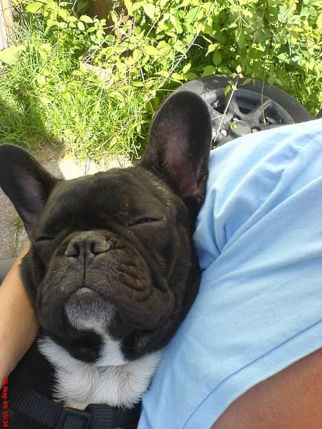 Fransk bulldog Gokke Jensen - Vi tager lige en slapper billede 14